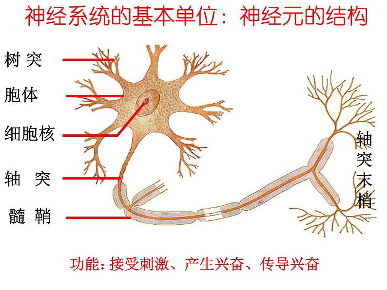 人教版生物高二上学期必修三 2.1通过神经系统的调节第1课时 课件05