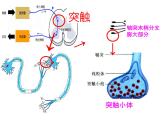 人教版生物高二上学期必修三 2.1通过神经系统的调节第2课时 课件