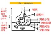 人教版生物高二上学期必修三 2.1通过神经系统的调节第2课时 课件