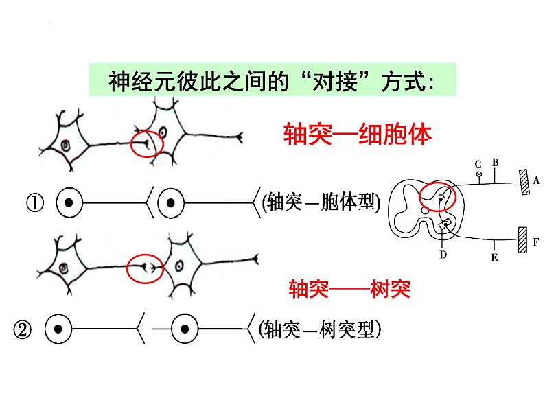 人教版生物高二上学期必修三 2.1通过神经系统的调节第2课时 课件06