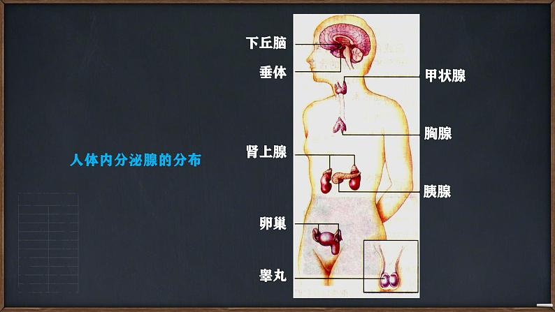 人教版生物高二上学期必修三 2.2通过激素的调节 课件07