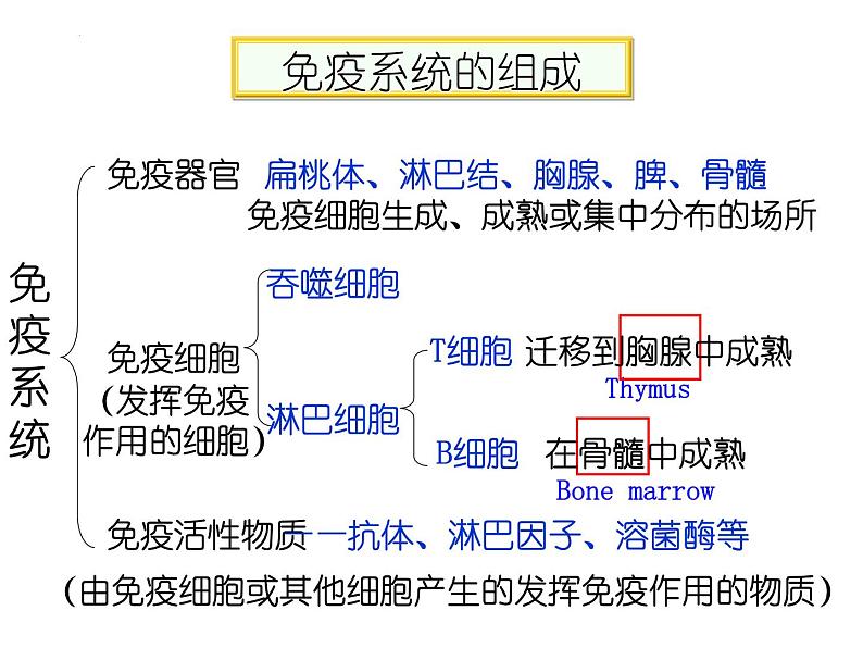 人教版生物高二上学期必修三 2.4免疫调节 课件07