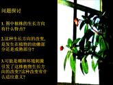 人教版生物高二上学期必修三 3.1植物生长素的发现 课件