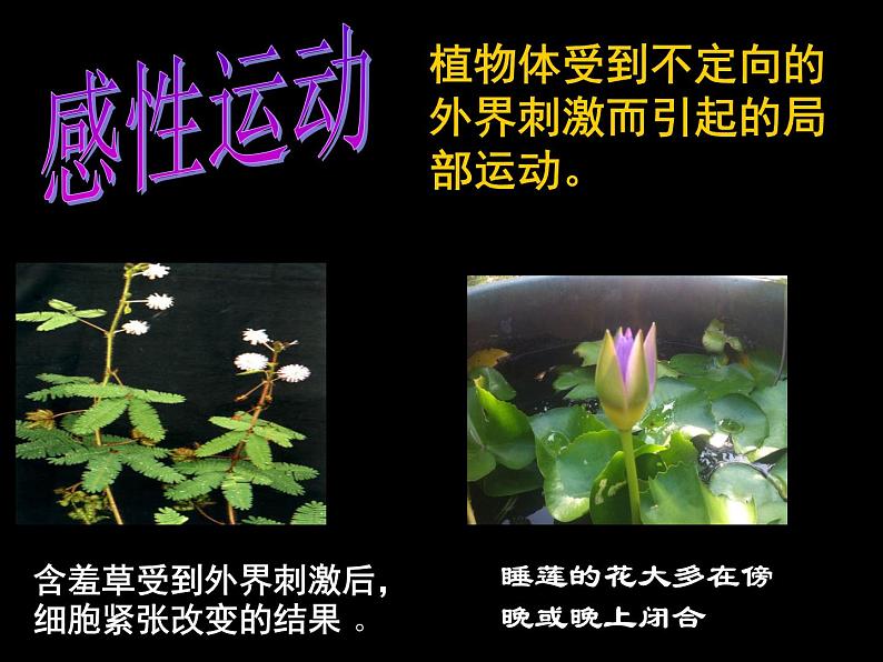 3.1植物生长素的发现课件2021-2022学年高二上学期生物人教版必修3第4页