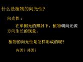 人教版生物高二上学期必修三 3.1植物生长素的发现 课件