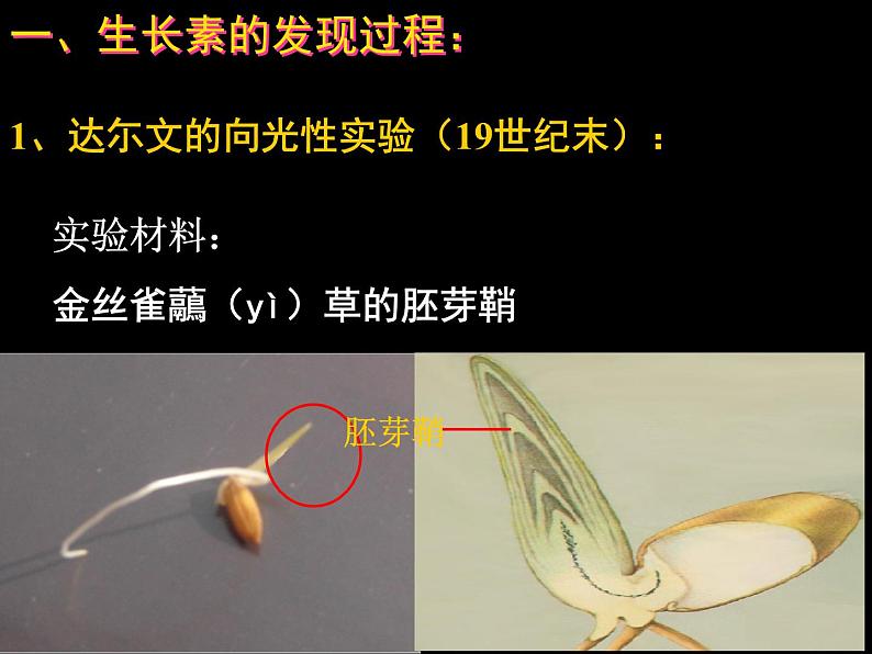 3.1植物生长素的发现课件2021-2022学年高二上学期生物人教版必修3第6页