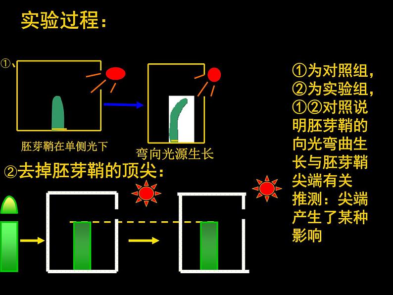 3.1植物生长素的发现课件2021-2022学年高二上学期生物人教版必修3第8页