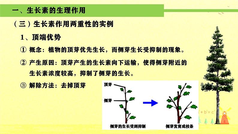 人教版生物高二上学期必修三 3.2生长素的生理作用 课件04