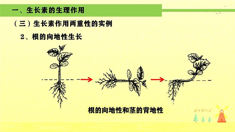 人教版生物高二上学期必修三 3.2生长素的生理作用 课件06