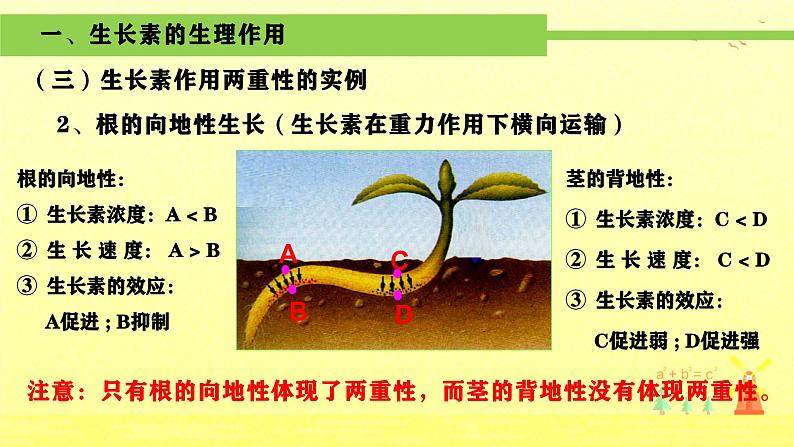 人教版生物高二上学期必修三 3.2生长素的生理作用 课件07