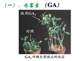人教版生物高二上学期必修三 3.3其他植物激素 课件