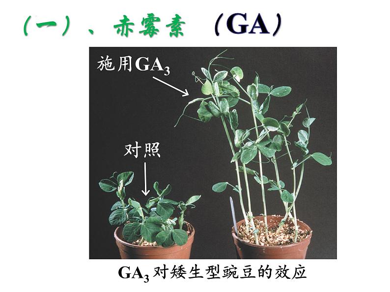 人教版生物高二上学期必修三 3.3其他植物激素 课件05