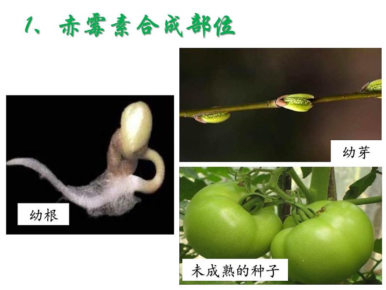 人教版生物高二上学期必修三 3.3其他植物激素 课件06