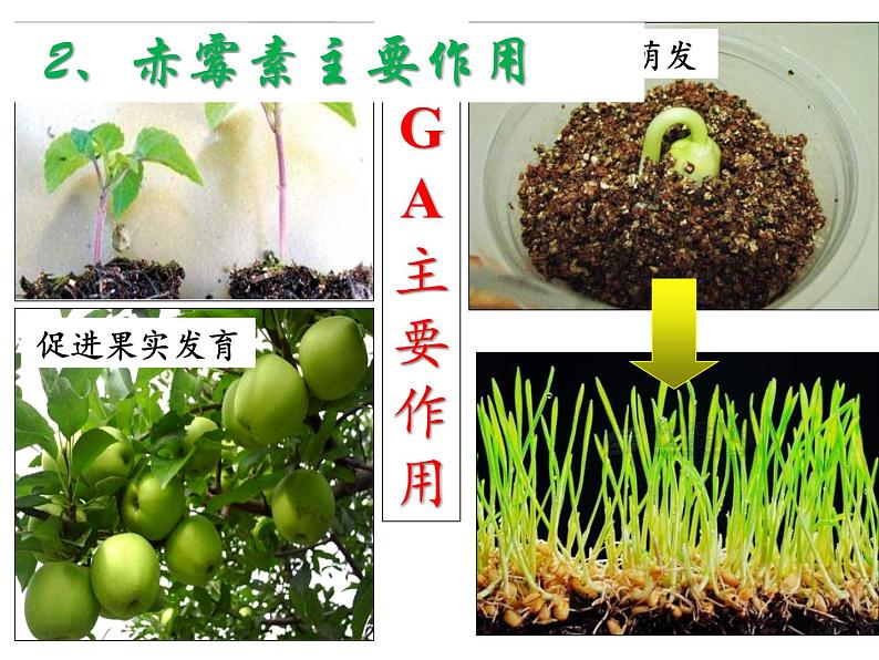 人教版生物高二上学期必修三 3.3其他植物激素 课件07