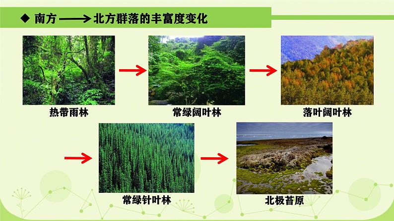 人教版生物高二上学期必修三 4.3群落的结构 课件06