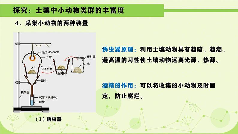 人教版生物高二上学期必修三 4.3群落的结构 课件08