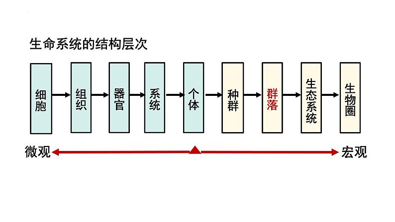 人教版生物高二上学期必修三 4.4 群落的演替 课件01