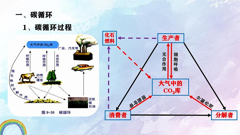 人教版生物高二上学期必修三 5.3生态系统的物质循环 课件07