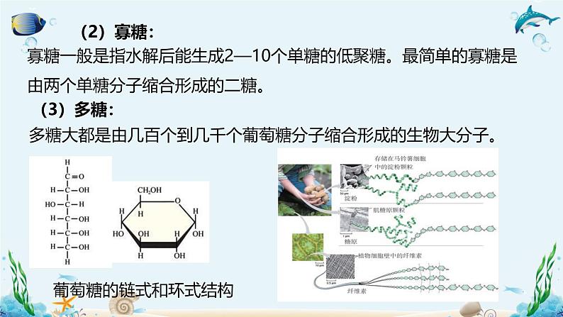 沪科版（2019）高中生物必修一 第三节  糖类和脂质对细胞的结构和功能具有重要作用 课件 +教案07