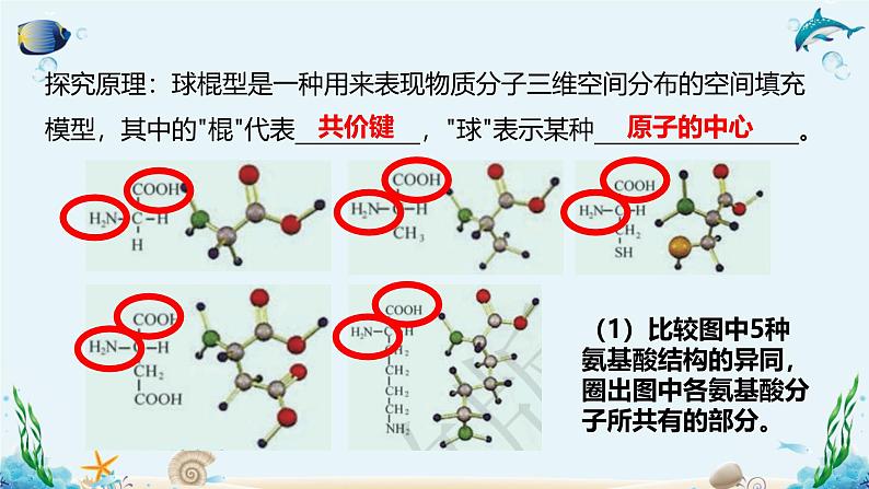 沪科版（2019）高中生物必修一 第四节  细胞的功能主要由蛋白质完成 课件 +教案07