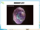 沪科版（2019）高中生物必修一 第二节  细胞内具有许多相对独立的结构 课件 +教案
