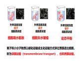 沪科版（2019）高中生物必修一 4.1质膜参与物质交换和信息交流（课时1）课件 +教案