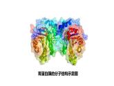 沪科版（2019）高中生物必修一 4.2酶是细胞生化反应的催化剂（课时2）课件 +教案