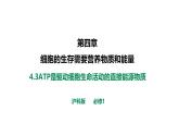 沪科版（2019）高中生物必修一 4.3ATP是驱动细胞生命活动的直接能源物质 课件 +教案