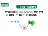 沪科版（2019）高中生物必修一 4.3ATP是驱动细胞生命活动的直接能源物质 课件 +教案