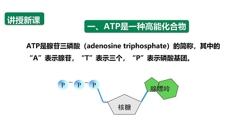 沪科版（2019）高中生物必修一 4.3ATP是驱动细胞生命活动的直接能源物质 课件 +教案05