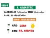 沪科版（2019）高中生物必修一 4.4光能的捕获、转换和储存（课时2） 课件 +教案
