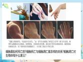 沪科版（2019）高中生物必修一 第四节  细胞凋亡是自然的细胞死亡方式 课件 +教案