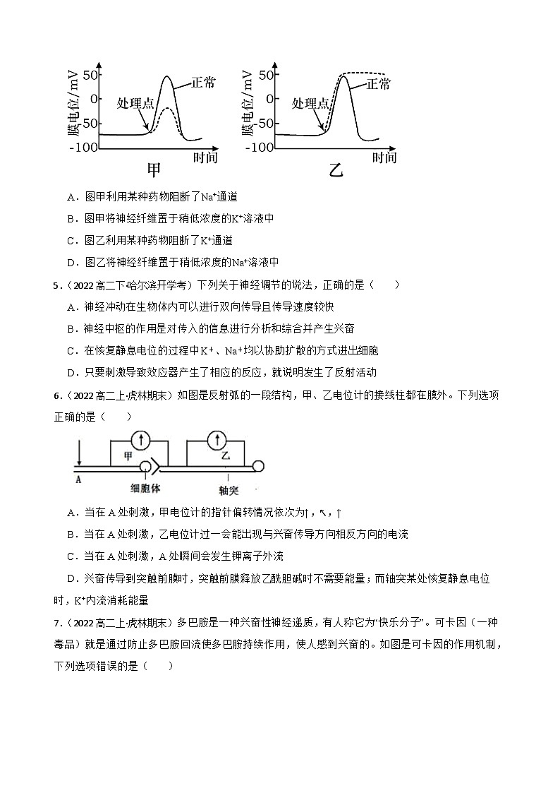 高中生物学北师大版2019选择性必修一同步练习2.3 神经冲动的传递02