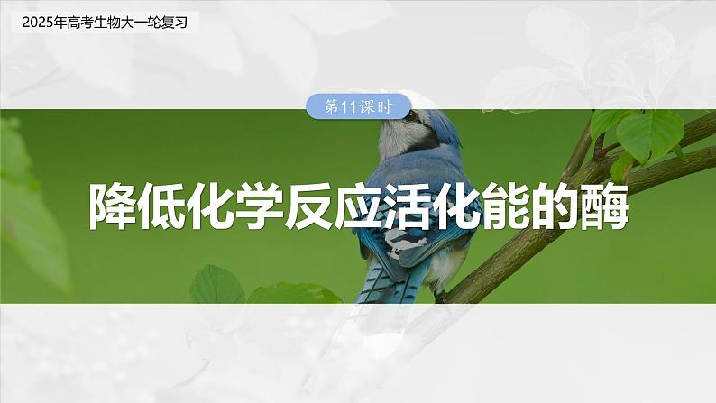 第三单元　第十一课时　降低化学反应活化能的酶-2025年高考生物大一轮复习（课件+讲义+练习）03