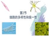 1.2 细胞的多样性和统一性 课件（人教版2019必修1）