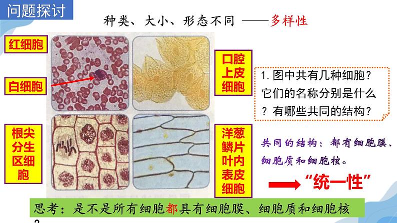 1.2 细胞的多样性和统一性 课件（人教版2019必修1）03