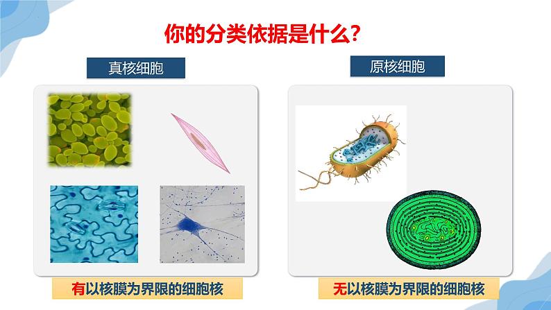 1.2 细胞的多样性和统一性 课件（人教版2019必修1）07