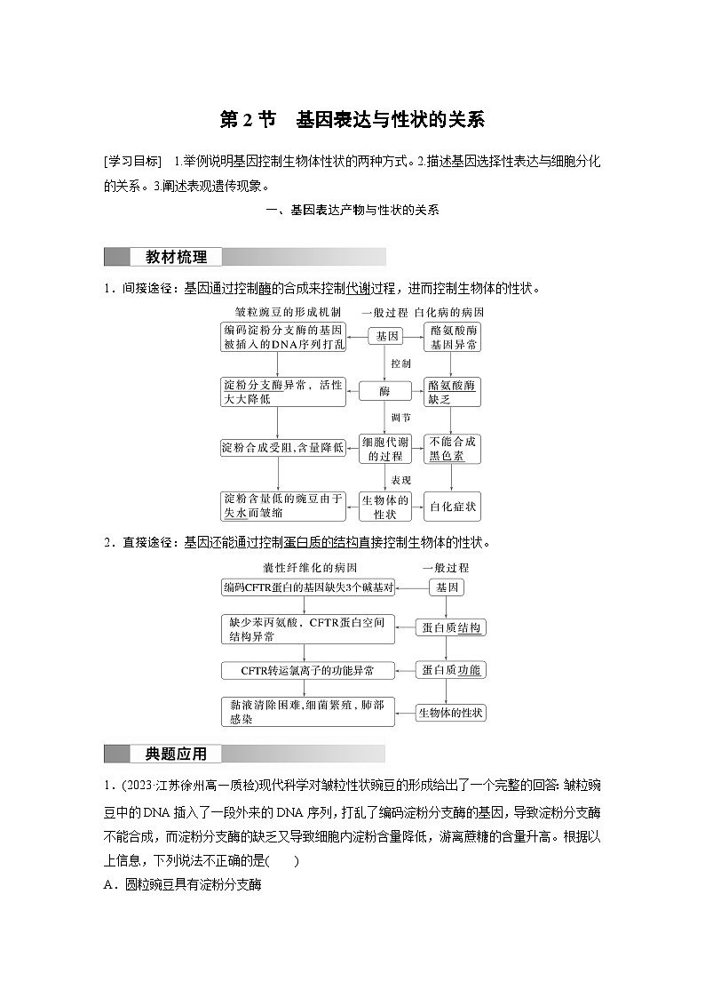 2024高中生物必修第二册（人教版2019）同步讲义第4章第2节基因表达与性状的关系（Word版附解析）01