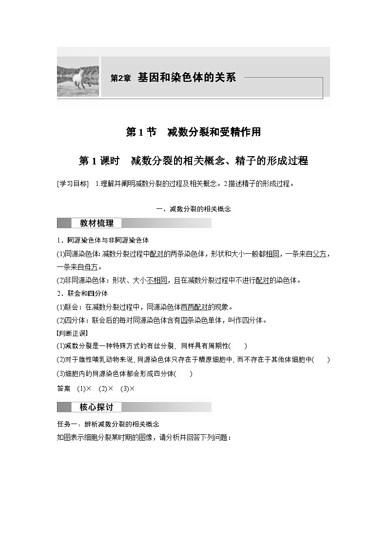 2024高中生物必修第二册（人教版2019）同步讲义第2章第1节第1课时减数分裂的相关概念、精子的形成过程（Word版附解析）第1页