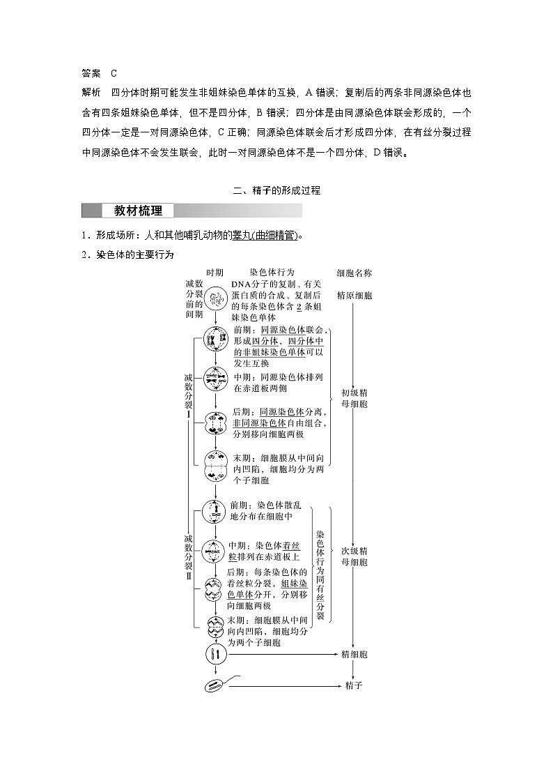 2024高中生物必修第二册（人教版2019）同步讲义第2章第1节第1课时减数分裂的相关概念、精子的形成过程（Word版附解析）第3页