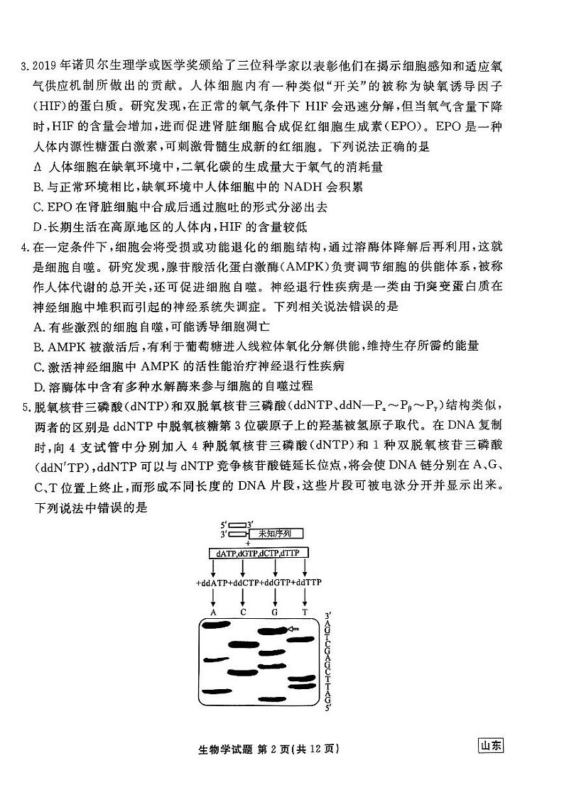 山东省滕州市第一中学2024—2025学年高三上学期开学考试生物试题02