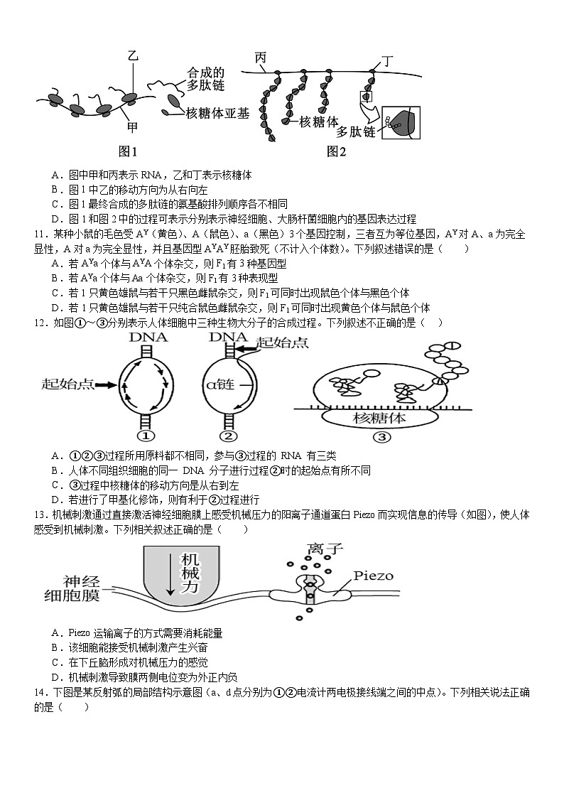 河南省安阳市林州市第一中学2024-2025学年高二上学期8月月考生物试题（Word版附解析）第3页
