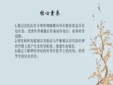 苏教版2019高二生物选修一 1.1 神经调节（第2课时） 课件