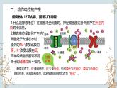 苏教版2019高二生物选修一 1.1 神经调节（第2课时） 课件
