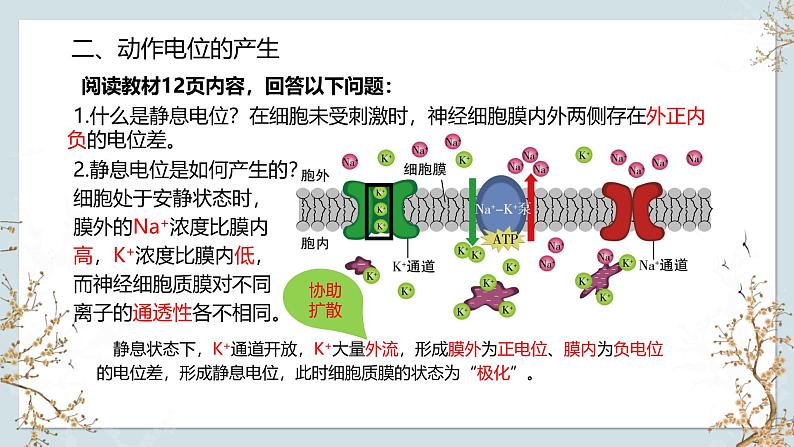 苏教版2019高二生物选修一 1.1 神经调节（第2课时） 课件05