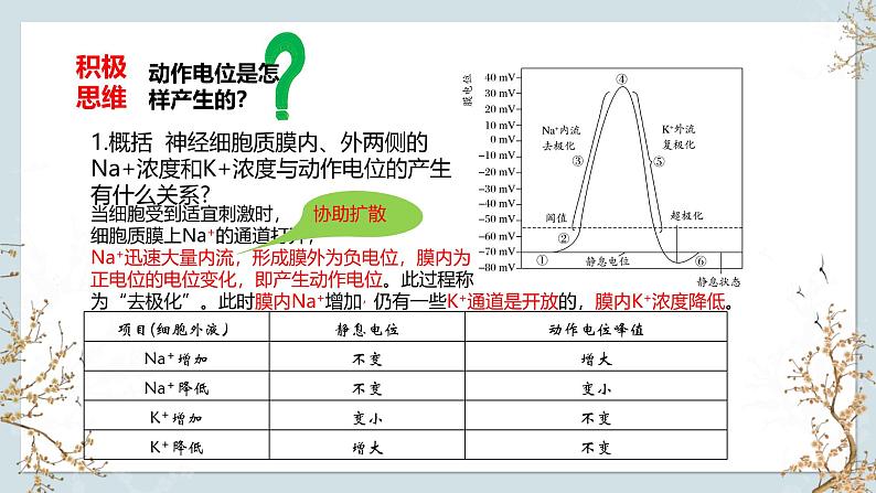 苏教版2019高二生物选修一 1.1 神经调节（第2课时） 课件07