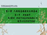 苏教版2019高二生物选修一 1.1 神经调节（第3课时） 课件