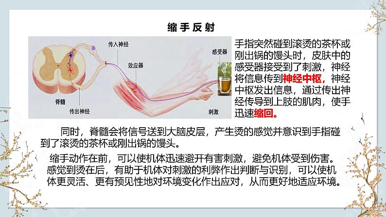 苏教版2019高二生物选修一 1.1 神经调节（第4课时） 课件05