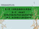 苏教版2019高二生物选修一 1.1 神经调节（第5课时） 课件