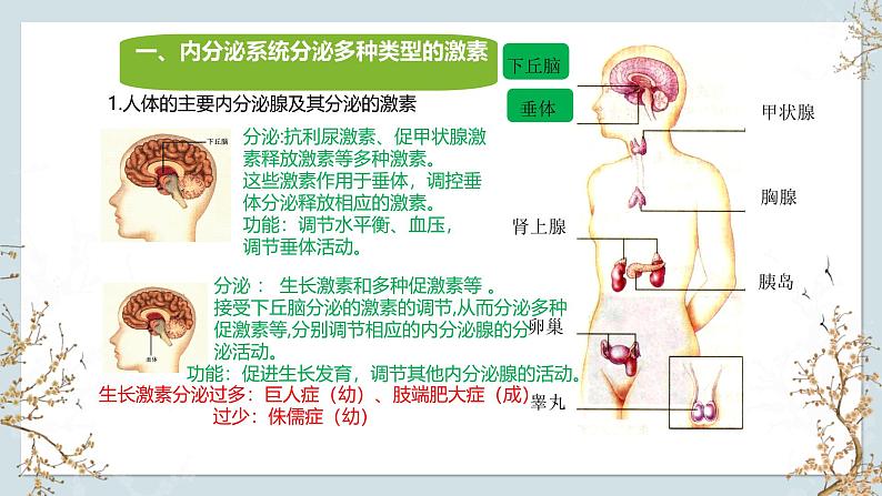 苏教版2019高二生物选修一 1.2 体液调节（第2课时） 课件05